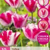 ohgreen Bloembollen|Ecocheques|12 tulipa mata hari