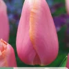 ohgreen Bloembollen|Ecocheques|7 tulipa menton