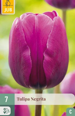 ohgreen Bloembollen|Ecocheques|7 tulipa negrita