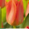 ohgreen Bloembollen|Ecocheques|7 tulipa orange emperor