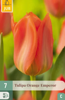 ohgreen Bloembollen|Ecocheques|7 tulipa orange emperor