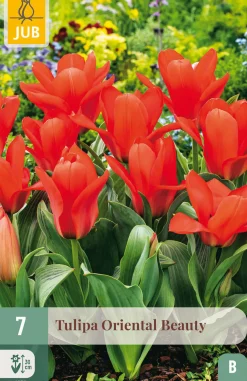 ohgreen Bloembollen|Ecocheques|7 tulipa oriental beauty
