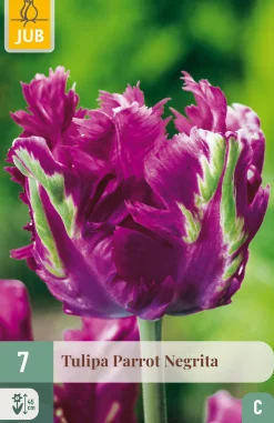 ohgreen Bloembollen|Ecocheques|7 tulipa parrot negrita
