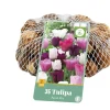 ohgreen Bloembollen|Ecocheques|35 tulipa pastel mix