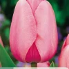 ohgreen Bloembollen|Ecocheques|7 tulipa pink impression