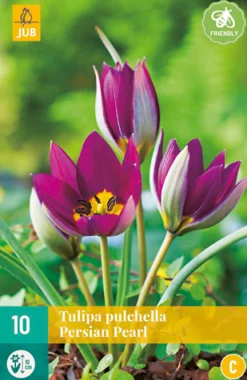 ohgreen Bloembollen|Ecocheques|10 tulipa pulch. persian pearl