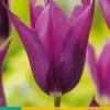 ohgreen Bloembollen|Ecocheques|7 tulipa purple dream