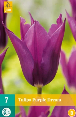 ohgreen Bloembollen|Ecocheques|7 tulipa purple dream