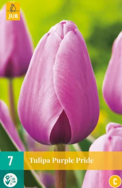 ohgreen Bloembollen|Ecocheques|7 tulipa purple pride