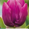 ohgreen Bloembollen|Ecocheques|7 tulipa purple prince