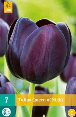 ohgreen Bloembollen|Ecocheques|7 tulipa queen of night