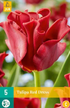 ohgreen Bloembollen|Ecocheques|5 tulipa red dress