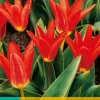 ohgreen Bloembollen|Ecocheques|7 tulipa scarlet baby