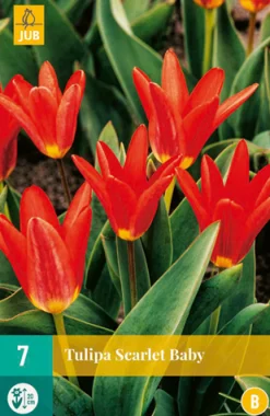 ohgreen Bloembollen|Ecocheques|7 tulipa scarlet baby