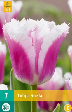 ohgreen Bloembollen|Ecocheques|7 tulipa siesta
