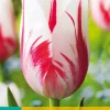 ohgreen Bloembollen|Ecocheques|7 tulipa sorbet
