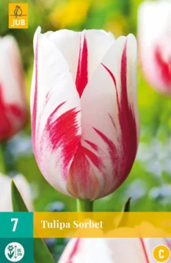 ohgreen Bloembollen|Ecocheques|7 tulipa sorbet