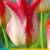 ohgreen Bloembollen|Ecocheques|5 tulipa strawberry romanoff