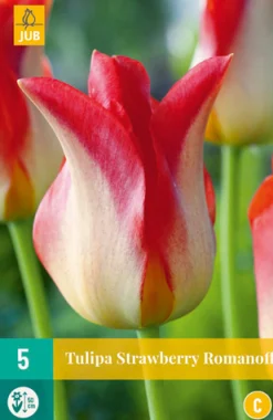 ohgreen Bloembollen|Ecocheques|5 tulipa strawberry romanoff