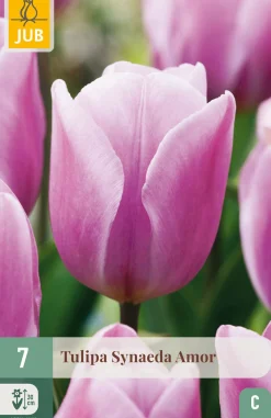ohgreen Bloembollen|Ecocheques|7 tulipa synaeda amor