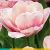 ohgreen Bloembollen|Ecocheques|7 tulipa tabledance