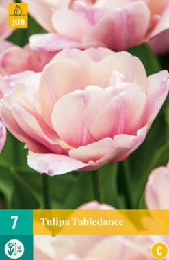 ohgreen Bloembollen|Ecocheques|7 tulipa tabledance