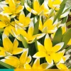 ohgreen Bloembollen|Ecocheques|10 tulipa tarda