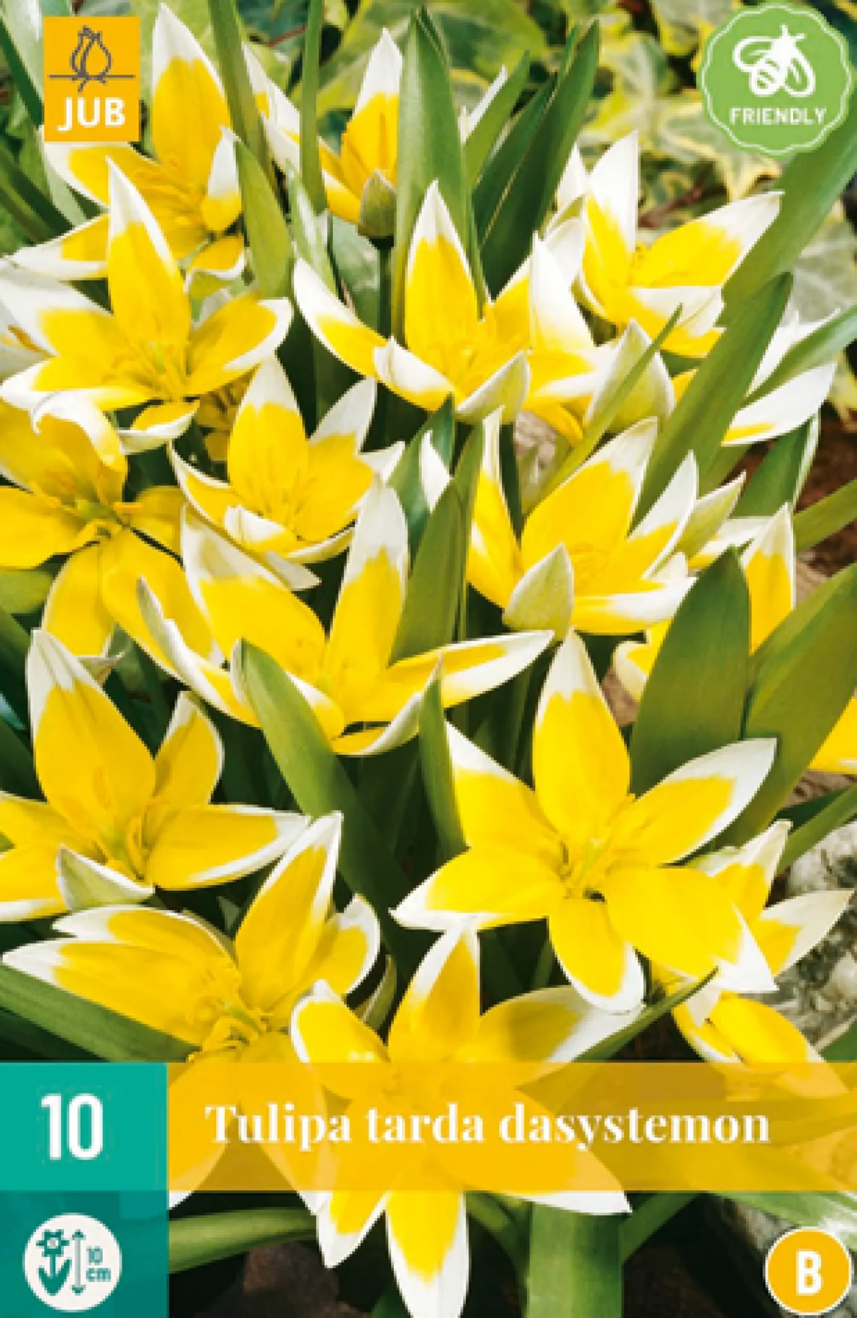 ohgreen Bloembollen|Ecocheques|10 tulipa tarda