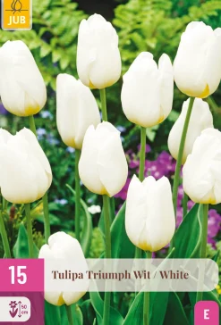 ohgreen Bloembollen|Ecocheques|15 tulipa triumph wit