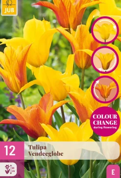 ohgreen Bloembollen|Ecocheques|12 tulipa vendeeglobe