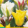 ohgreen Bloembollen|Ecocheques|7 tulipa viridiflora mix