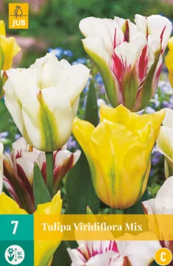 ohgreen Bloembollen|Ecocheques|7 tulipa viridiflora mix