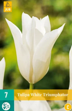ohgreen Bloembollen|Ecocheques|7 tulipa white triumphator