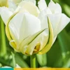 ohgreen Bloembollen|Ecocheques|7 tulipa white valley