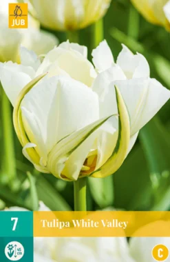 ohgreen Bloembollen|Ecocheques|7 tulipa white valley