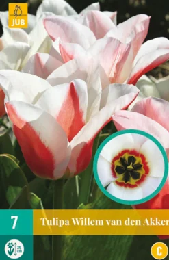 ohgreen Bloembollen|Ecocheques|7 tulipa willem van den akker