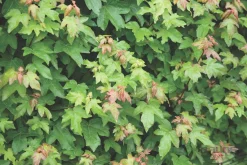 ohgreen Struiken|Ecocheques|Acer campestre blote wortel 80/100 cm