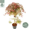 ohgreen Struiken|Ecocheques|Acer palmatum Garnet ( Japanse esdoorn Garnet )