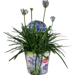 ohgreen Voorjaar|Ecocheques|Agapanthus of afrikaanse lelie summer love blue p17 h40
