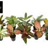 ohgreen Ecocheques|Groene Planten|Aglaonema Groen - Rood mix
