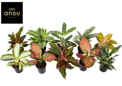 ohgreen Ecocheques|Groene Planten|Aglaonema Groen - Rood mix