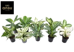 ohgreen Ecocheques|Groene Planten|Aglaonema Groen - Wit mix