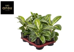 ohgreen Ecocheques|Groene Planten|Aglaonema Lemon Mint