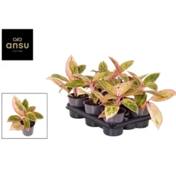 ohgreen Ecocheques|Groene Planten|Aglaonema salmon fantasy