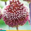 ohgreen Bloembollen|Ecocheques|Allium red mohican 2st