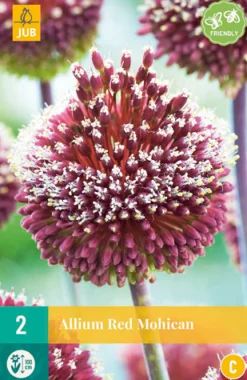 ohgreen Bloembollen|Ecocheques|Allium red mohican 2st