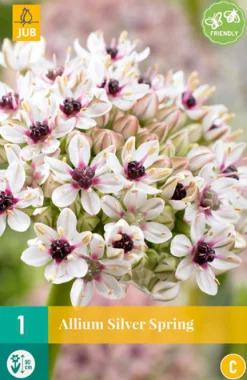 ohgreen Bloembollen|Ecocheques|Allium silverspring 1st