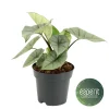 ohgreen Ecocheques|Groene Planten|Alocasia Platinum
