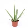 ohgreen Cactus - Succulent - Sanseveria|Ecocheques|Aloe Vera