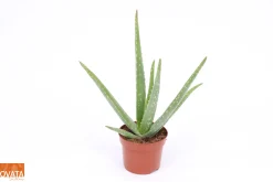 ohgreen Cactus - Succulent - Sanseveria|Ecocheques|Aloe Vera